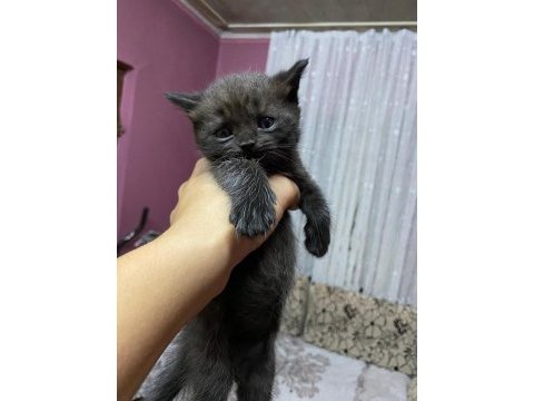 35 günlük erkek british shorthair bebeğim yeni