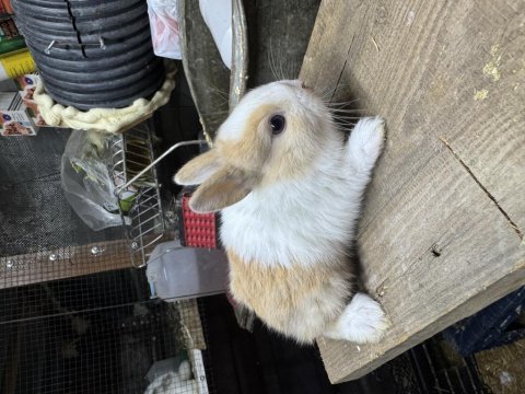 Her cins yavru tavşanlarım bilgi için arayınız