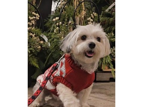 Çok sevecen uysal köpeğimiz