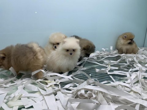 Tea cup pomeranian boo yavrularımızı canlı görün