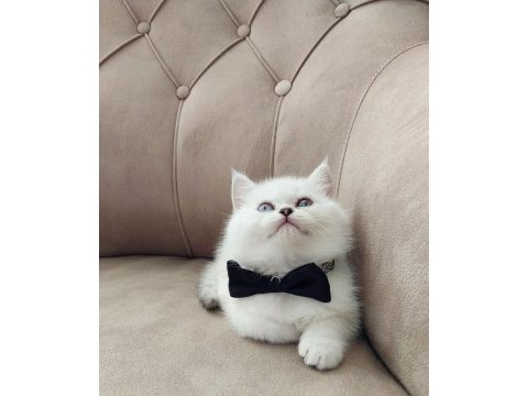 Teslime hazır yakışıklı erkek british shorthair yavrumuz