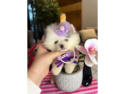 Irk garantili pomeranian yavrular