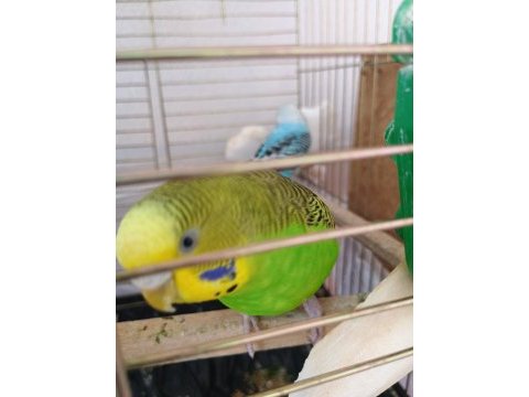 1 yaşında dişi ve erkek muhabbet kuşu