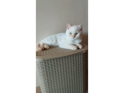 British shorthair erkek red point