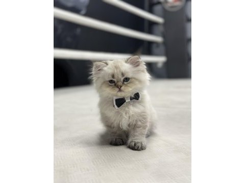 Baby face chinchilla orjinal yavrumuz