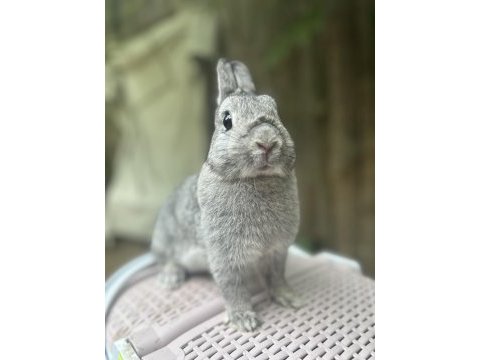 Damızlık dişi chinchilla netherland dwarf tavşan