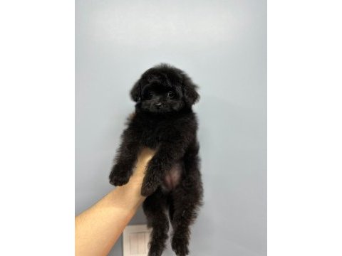 Terrier melezi değil orjinal maltipoo yavrum