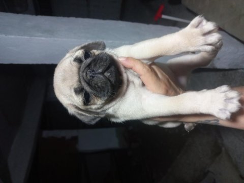 Pug bebekleri