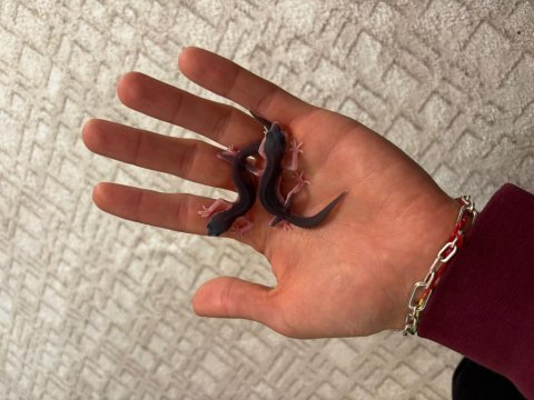Leopard gecko