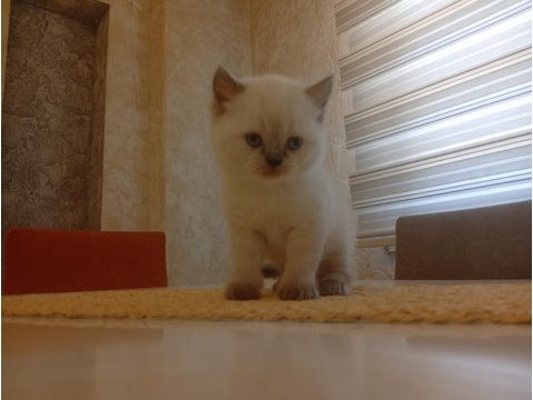 Beyaz british shorthair prens
