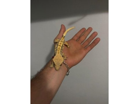 Crested gecko