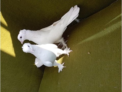 Limon takkalı takım güvercin