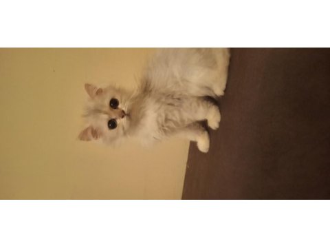British longhair dişi safkan
