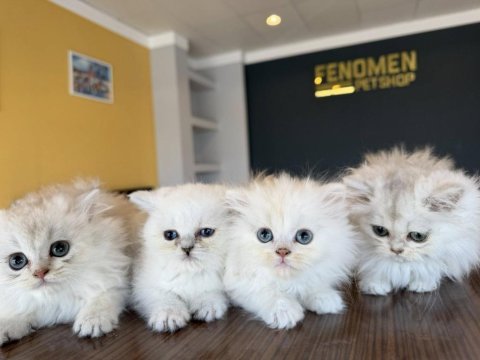 En güzel british shorthair yavrular ankara
