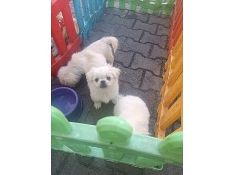 Pekinez 3 erkek yavru 55 günlük