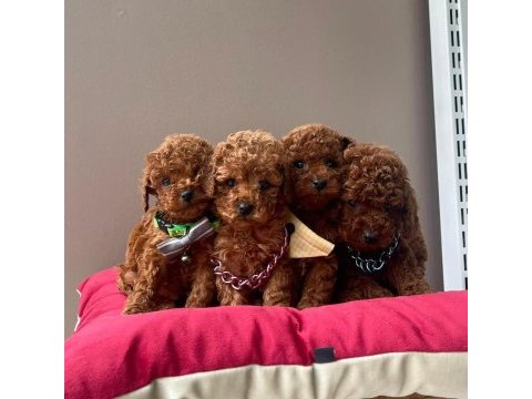 Toy poodle orjinal ırk yavrular 