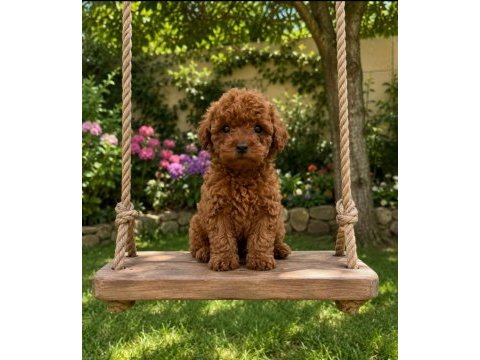 Toy poodle kore