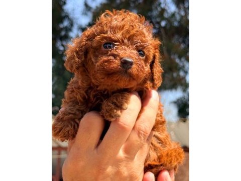 Toy poodle yavrularımız yeni yuvalarına gitmeye hazır