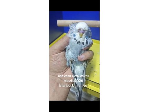 Şov jumbo muhabbet kuşu