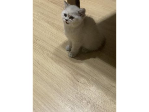 British shorthair