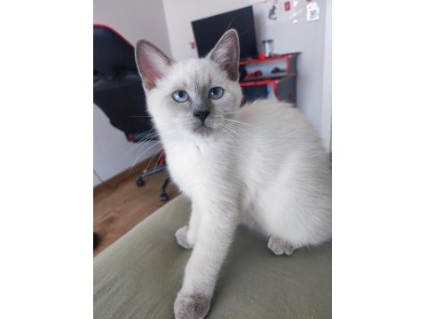 3 aylık safkan dişi british longhair