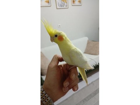 Uyguna ele alışkın erkek yavru sultan papağanı