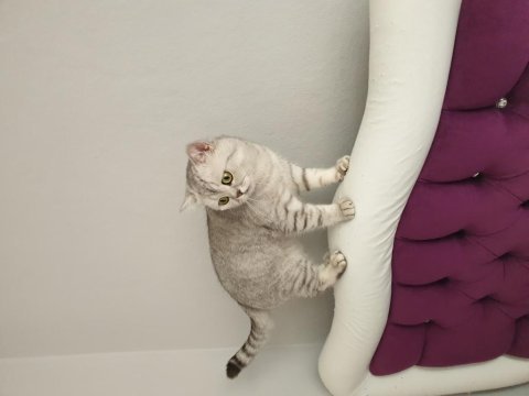2 yaşında british shorthair