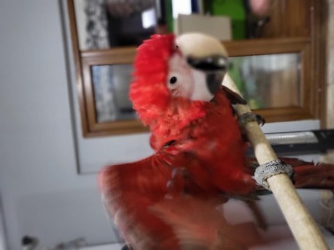 Bebek macaw papağanı