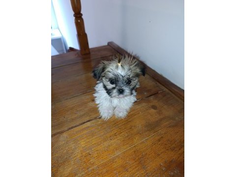 Shih-tzu minik köpekler