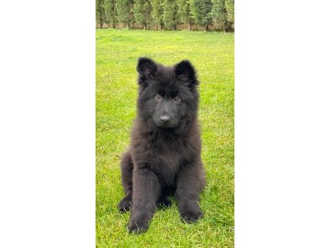 Muhteşem secereli alman çoban köpeği yavruları ıstanbul
