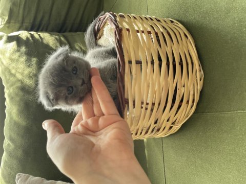 Yuvarlak suratlı sevimli scottish fold yavrumuz