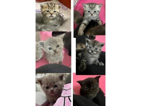 Kalan 4 british shorthair yavrumuzu sahiplendiriyoruz