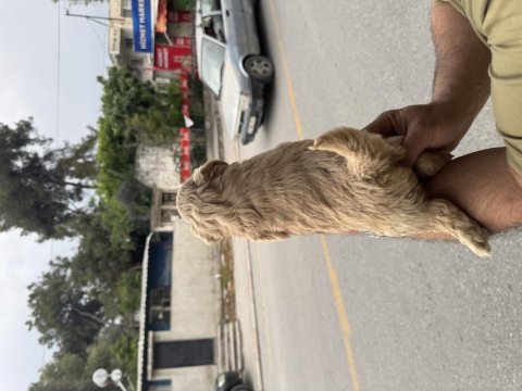 Kg garantili dişi üst kalite maltipoo yavrumuz