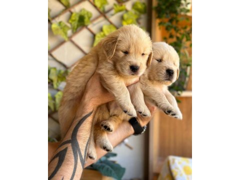 Piyasadan değil ev ortamından golden retriever yavrular