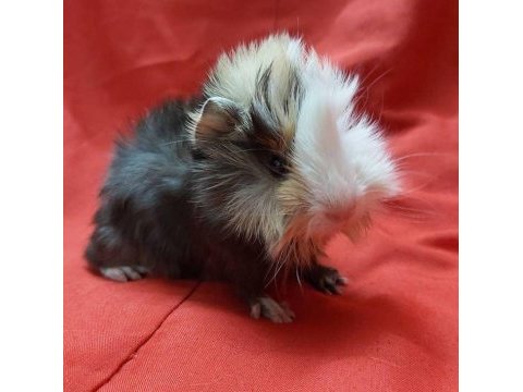 Guinea pig yavrular aynı gün set halinde teslim edilir