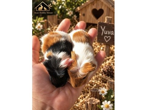Safkan coronet yavru guinea pig