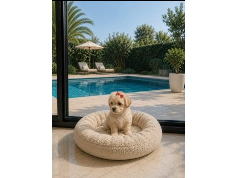 Muhteşem maltipoo minikler