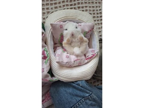 Yavru netherland dwarf tavşan