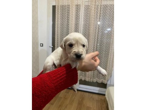 30 günlük sevimli golden retriever yavrularımız