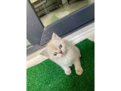 Pamuk tüylü blue point scottish