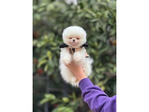 Ayı surat pomeranian yavrularımız