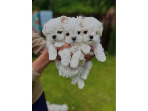Maltese terrier xs smal neşe kaynağı