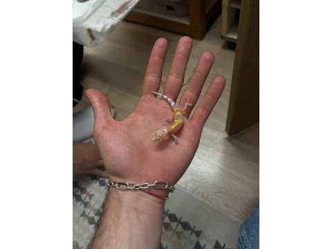 Morph garantili leopard gecko