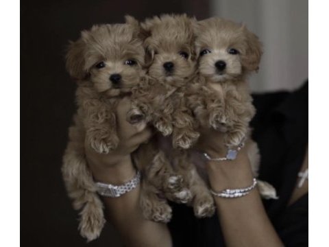 Maltipoo safkan yavrular