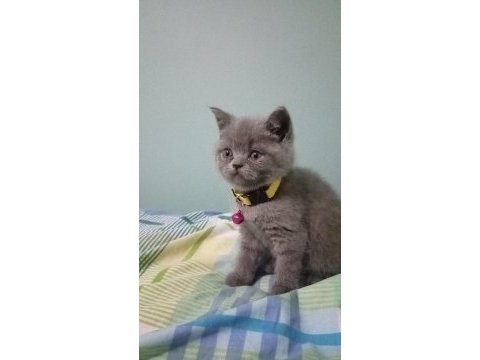 Anne baba biritish shorthair