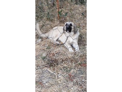 5 aylık kalite kangal yavru