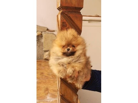 Mükemmel kalitede pomeranian yavrular