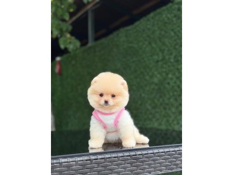 En tatlı pomeranian boo