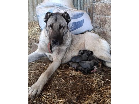 Sivas kangal yavrular