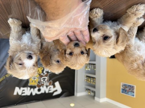 Bu yavrular kaçmaz maltipoo bebekler teslime hazır ank 
